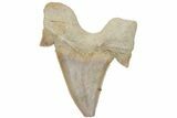 Fossil Shark Tooth (Otodus) - Morocco #211878-1